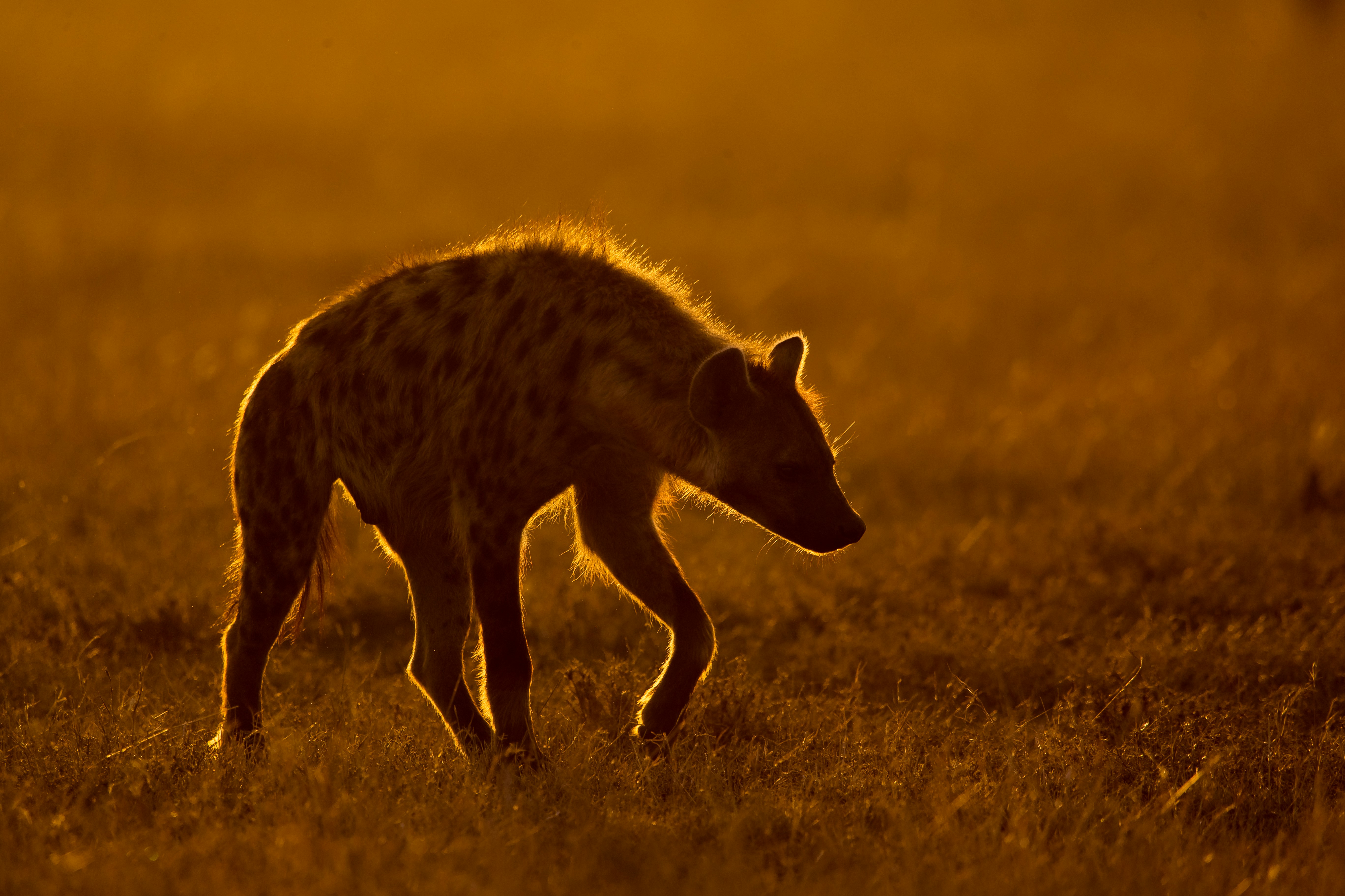 7 Day Kenya Classic Safari: Amboseli, Lake Naivasha, Lake Nakuru, Masai Mara